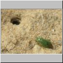 Lindenius albilabris - Grabwespe w05d 6-7mm - Lygocoris - OS-Wallenhorst Sandgrube.jpg